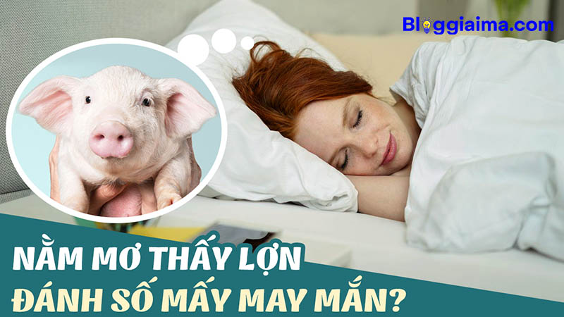 Ngủ mơ thấy lợn đánh con gì dễ trúng?